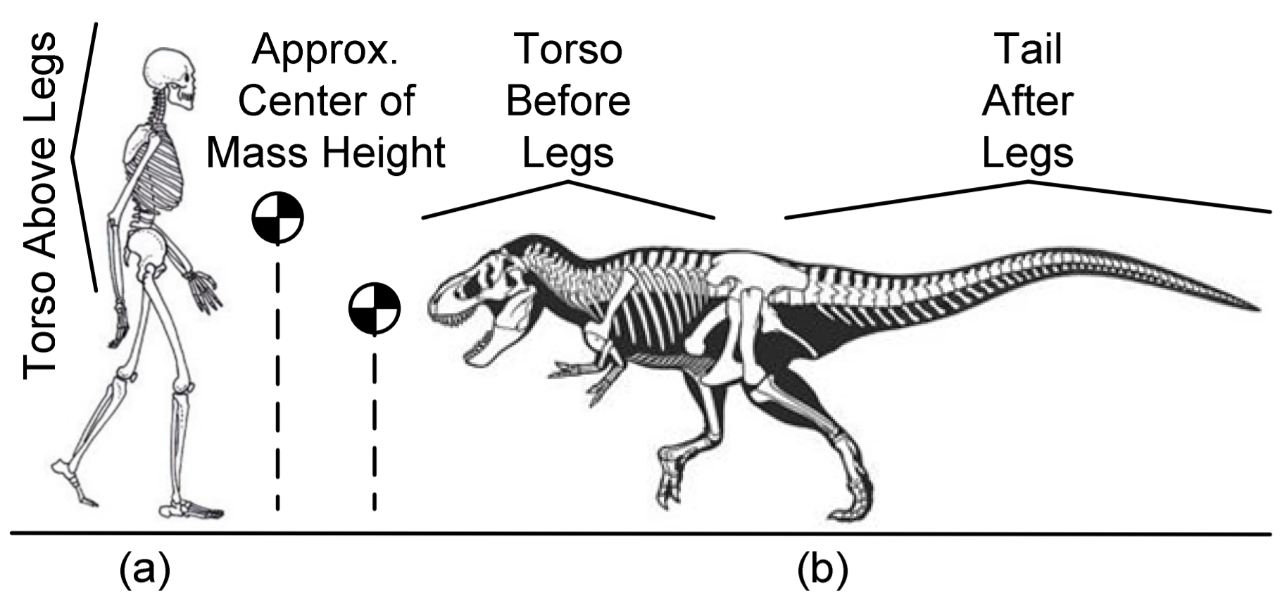 Bioinspiration-tails